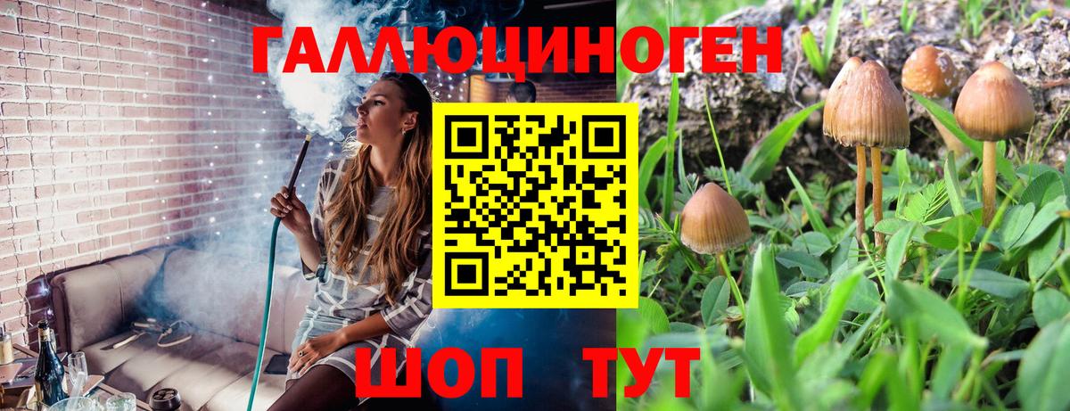 Камышин  Псилоцибиновые грибы мицелий  Вход с VPN 
